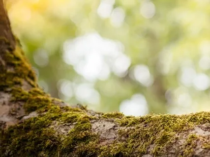 Ethereal Alignment | Pure Focus Music