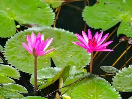 Ethereal Bliss: Ambient Meditation Journey