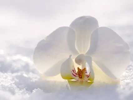 Ethereal Duet