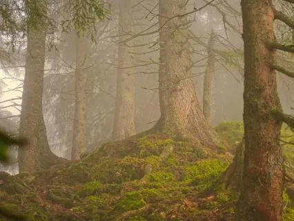 Ethereal Forest Music - Singing Bowls