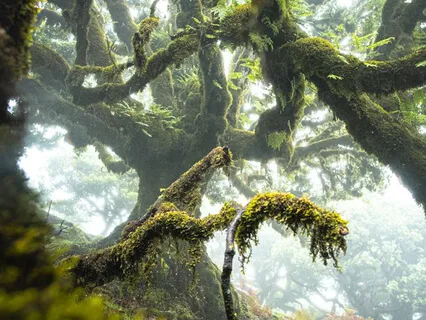 Ethereal Forest (Soundscape Meditation)