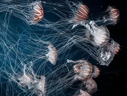 Ethereal Piano Whispers & Gentle Ocean Waves For Deep Sleep