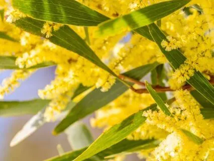 Ethereal Rest — Flute & Guitar For Deep Relaxation