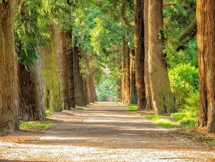 Ethereal Tranquility Meditation For Anxiety Relief