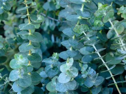 Eucalyptus Meditation: Clear Space, Renew Breath