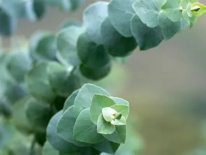 Eucalyptus Tree Wisdom: Breath, Boundaries & Renewal