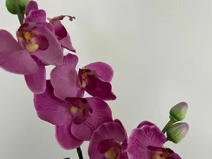 Eulalie - A Poem By Edgar Allan Poe