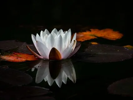 Euphoric Meditation - Rhythmic Entrainment