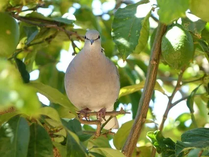 Eurasian Collared Dove - Cooing Calls