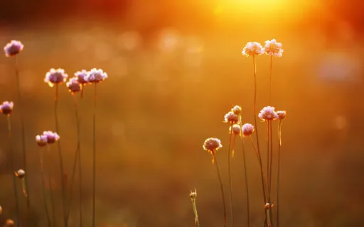 Evenheartedness As A Felt Experience 