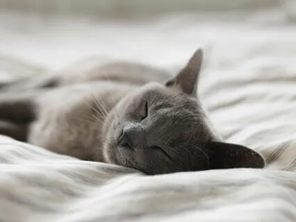 Evening Affirmations | Sleep | Unwind | Harmony