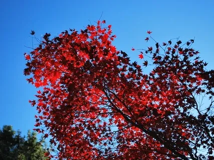 Evening Backyard Relaxation