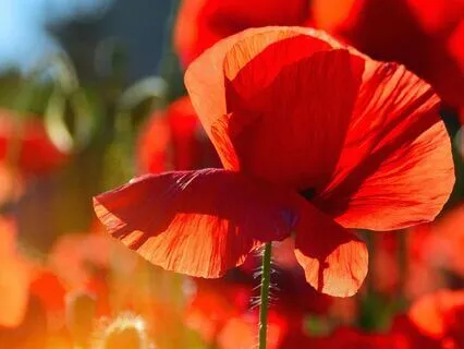 Evening Calm — Gentle Guitar For Deep Relaxation