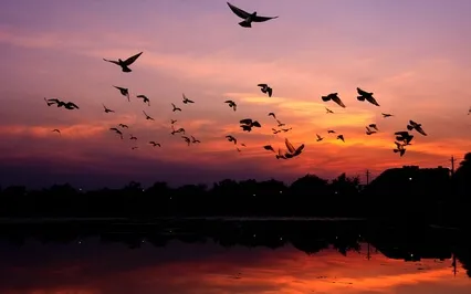 Evening Gratitude Meditation