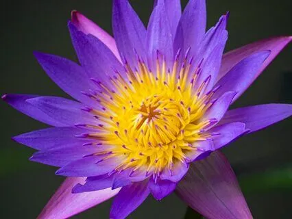 Evening Gratitude Meditation- New