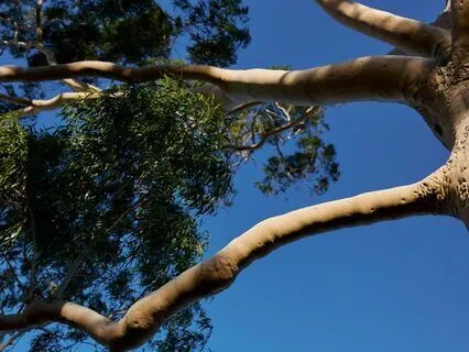 Evening Journal Practice: Reflect, Release & Renew