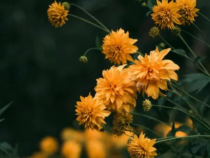 Evening Meadows - 15 Minute Sleep Music