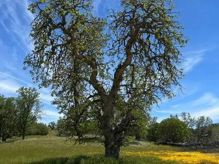 Evening Meditation For Managing Change With Gratitude