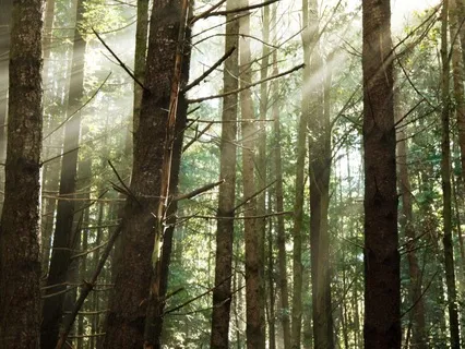 Evening Meditation For Restful Sleep