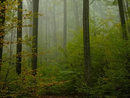 Evening Stillness Calm, Raven’s Distant Song