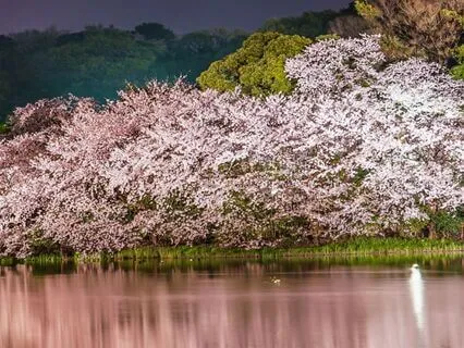 Evening Unwind: Cultivate Peace