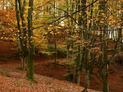 Evening Very Quiet, Heavy Snow Serenity