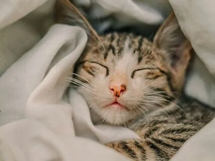 Evening Wind Down For Restful Sleep