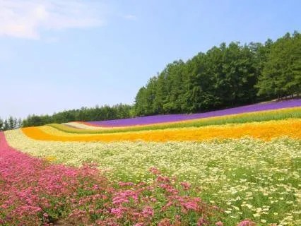 Every Chakra Tuning Fork Frequency in One Session (7.83 Hz)