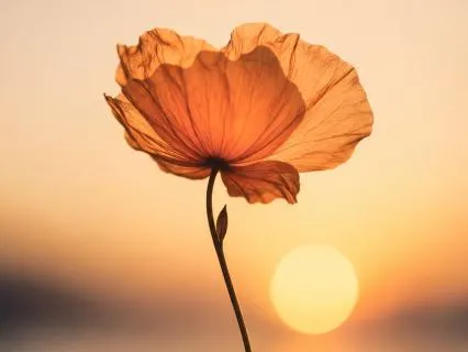 Everyday Grateful