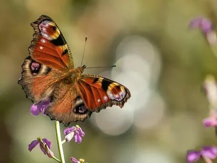 Everyday Mindfulness Meditation For Beginners