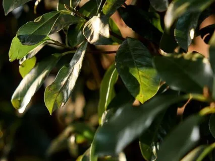 Everyday Morning Gratitude (No Music)