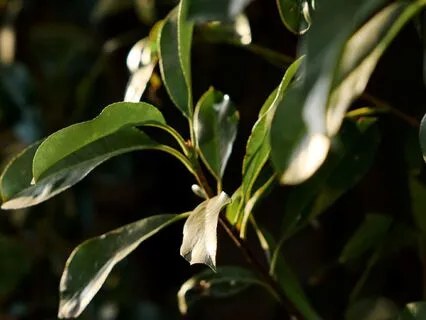 Everyday Morning Gratitude