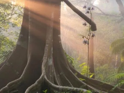 Everyday Practice Series - Ground & Witness Meditation