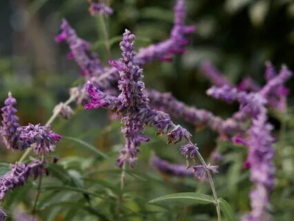 Everyday Softening: Side Body Unwind