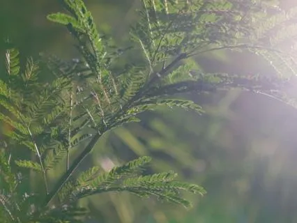 Everything Breathes : An Invitation To Reflect And Reconnect