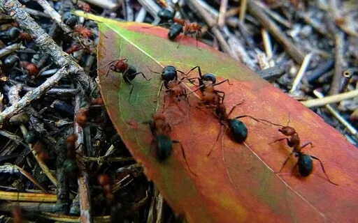 Everything Has Consciousness