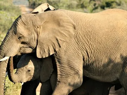 Everything Is Family