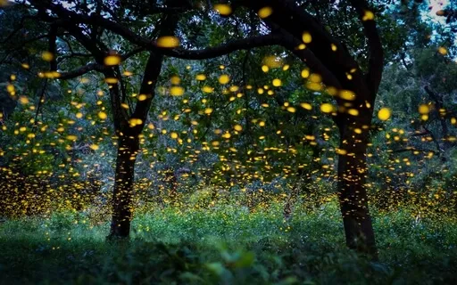 Everything Is Illuminated