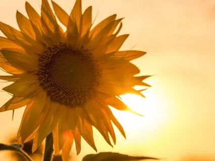 Everything Will Be Okay