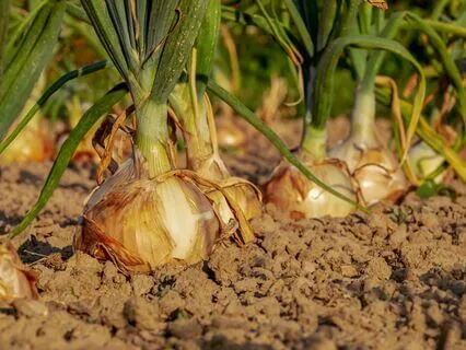 Excerpts From 'Home Vegetable Gardening', A Sleepy Reading