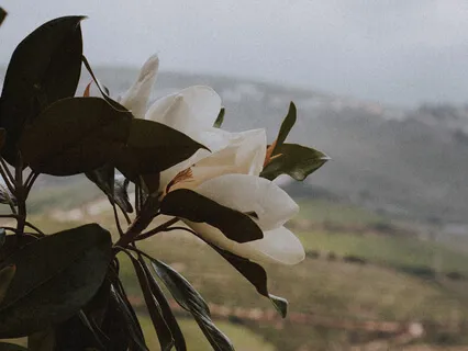 Exercício de Gratidão