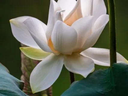 Éxito, Abundancia y Prosperidad