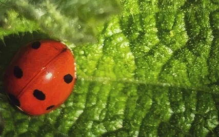 Expand, feel free through the healing vocal therapy