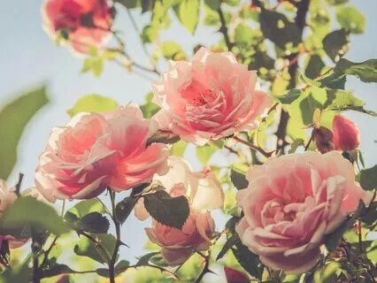 Expand Love Within: Healing Meditation