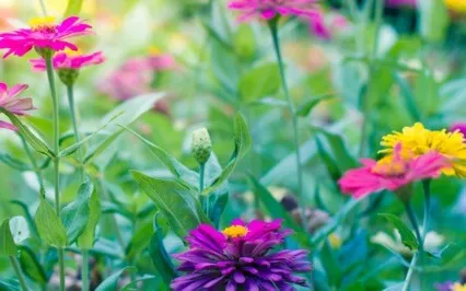 Expand Your Heart Center Energy