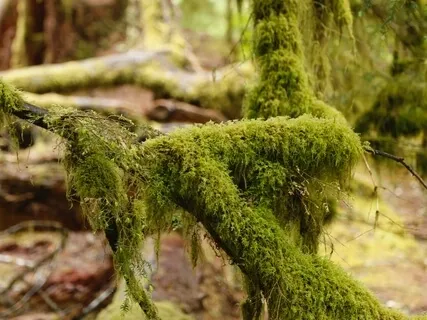 Expand Your Senses With Plant Music Track 3 - Taste