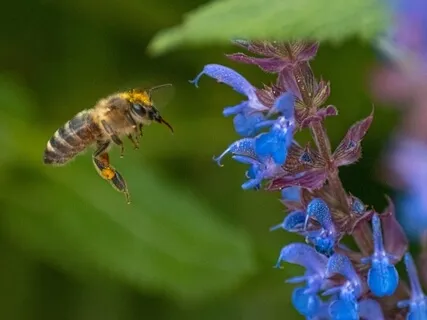 Expand Your Senses With Plant Music Track 5 - Sound