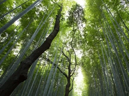 Expand Your Senses With Plant Music Track 6 - Beyond Human