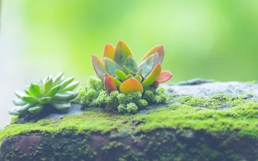 Expanding & Balancing Heart Chakra | 639Hz