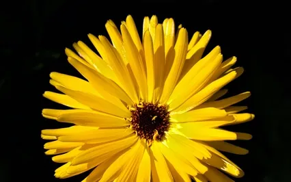 Expanding Capacity For Joy